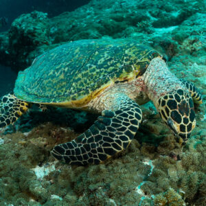 Hawksbill sea turtle biting into reef growth, front three-quarter view, Fish Head, Maldives