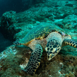 Hawksbill sea turtle head-on close-up while feeding, Fish Head, Maldives