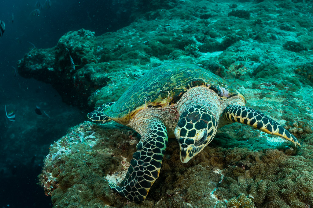 Hawksbill sea turtle head-on close-up while feeding, Fish Head, Maldives
