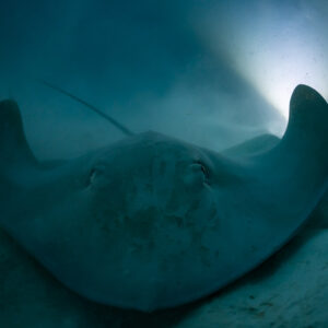 Pink whipray at night lit against a bright backlight on sand, Fesdu Wreck, Maldives