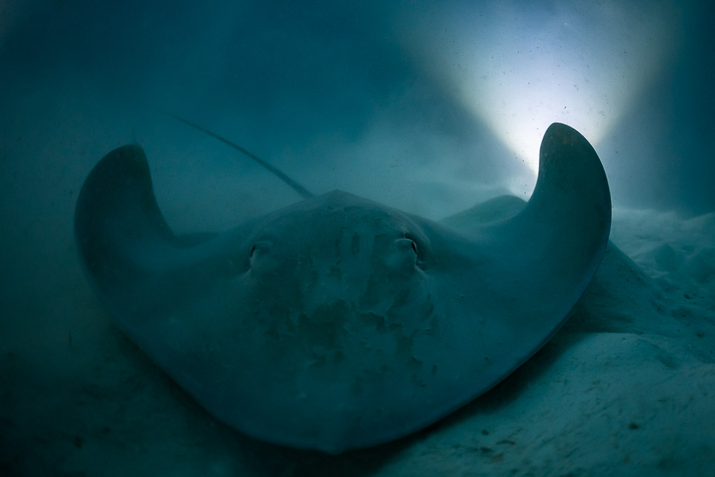 Pastenague rose de nuit sur le sable devant un contre-jour lumineux, épave de Fesdu, Maldives