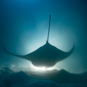 Reef manta ray at night seen from behind above lit sand, Fesdu Wreck, Maldives
