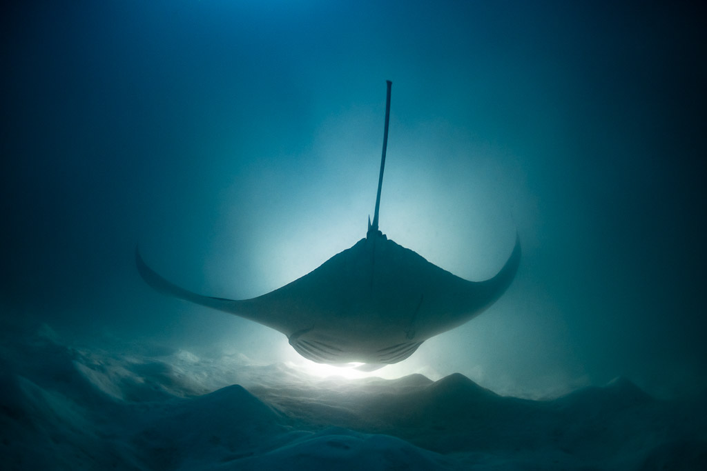 Reef manta ray at night seen from behind above lit sand, Fesdu Wreck, Maldives