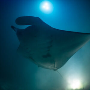 Reef manta ray at night silhouetted below a light, belly view, Fesdu Wreck, Maldives