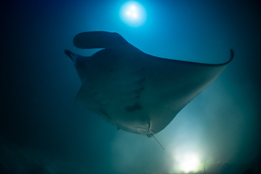 Reef manta ray at night silhouetted below a light, belly view, Fesdu Wreck, Maldives