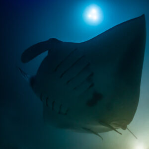 Reef manta ray at night banking overhead, gill slits visible, Fesdu Wreck, Maldives