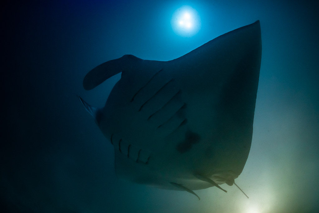 Reef manta ray at night banking overhead, gill slits visible, Fesdu Wreck, Maldives