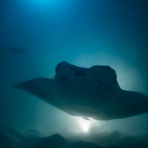 Reef manta ray at night approaching head-on over the sand, Fesdu Wreck, Maldives