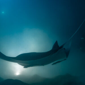 Reef manta ray at night gliding sideways with wings arched, Fesdu Wreck, Maldives
