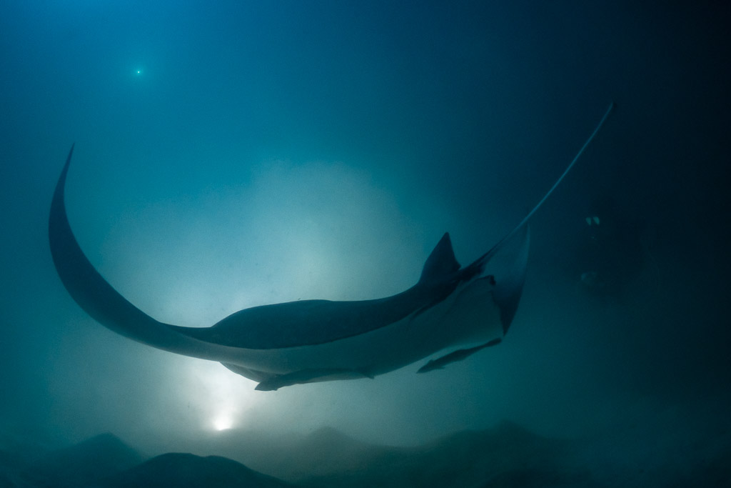 Reef manta ray at night gliding sideways with wings arched, Fesdu Wreck, Maldives