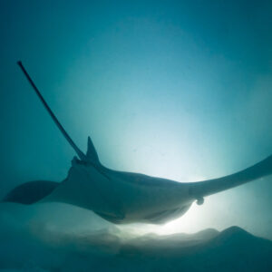 Reef manta ray at night skimming the lit seabed, rear view, Fesdu Wreck, Maldives