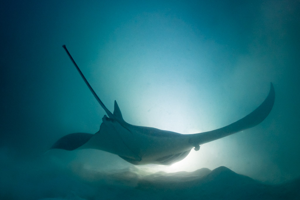 Reef manta ray at night skimming the lit seabed, rear view, Fesdu Wreck, Maldives