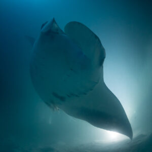 Reef manta ray at night looping overhead, vertical frame, Fesdu Wreck, Maldives