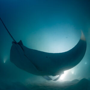 Reef manta ray at night turning with one wing tip curled up, Fesdu Wreck, Maldives