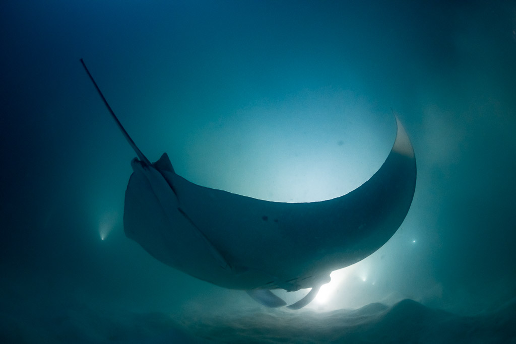 Reef manta ray at night turning with one wing tip curled up, Fesdu Wreck, Maldives