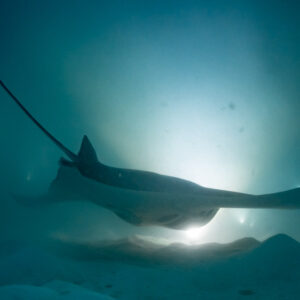 Raies manta