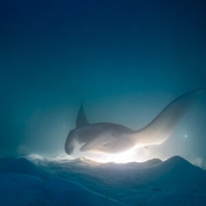Reef manta ray at night feeding close to the lit sand, Fesdu Wreck, Maldives