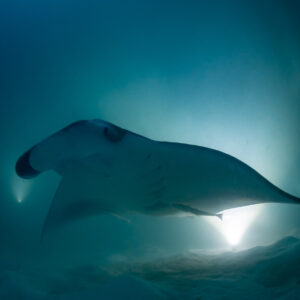 Reef manta ray at night in profile with cephalic fins rolled, Fesdu Wreck, Maldives