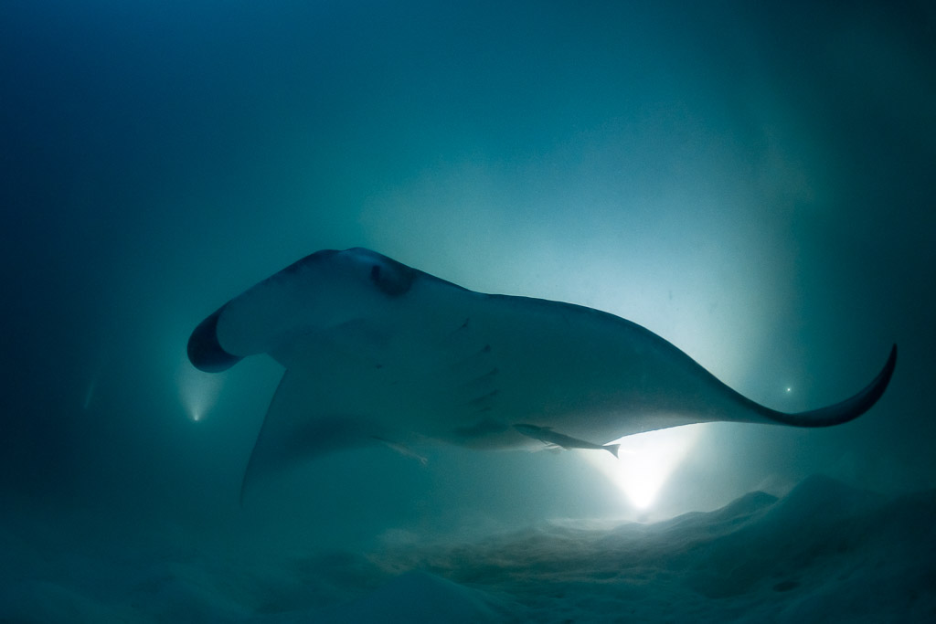 Reef manta ray at night in profile with cephalic fins rolled, Fesdu Wreck, Maldives