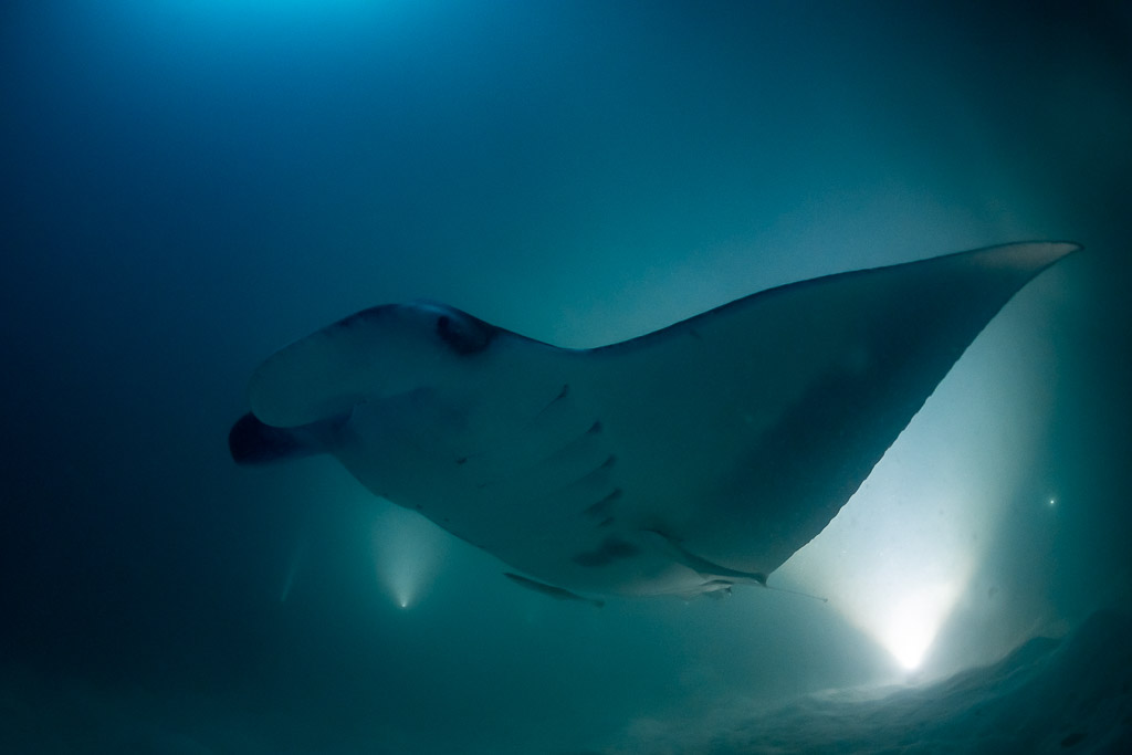 Reef manta ray at night banking steeply in the light beams, Fesdu Wreck, Maldives
