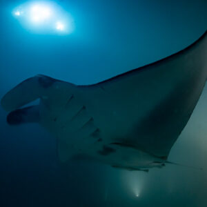 Reef manta ray at night passing close with mouth open, Fesdu Wreck, Maldives