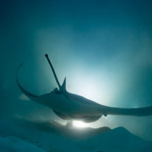 Reef manta ray at night rising from the lit sand, rear view, Fesdu Wreck, Maldives