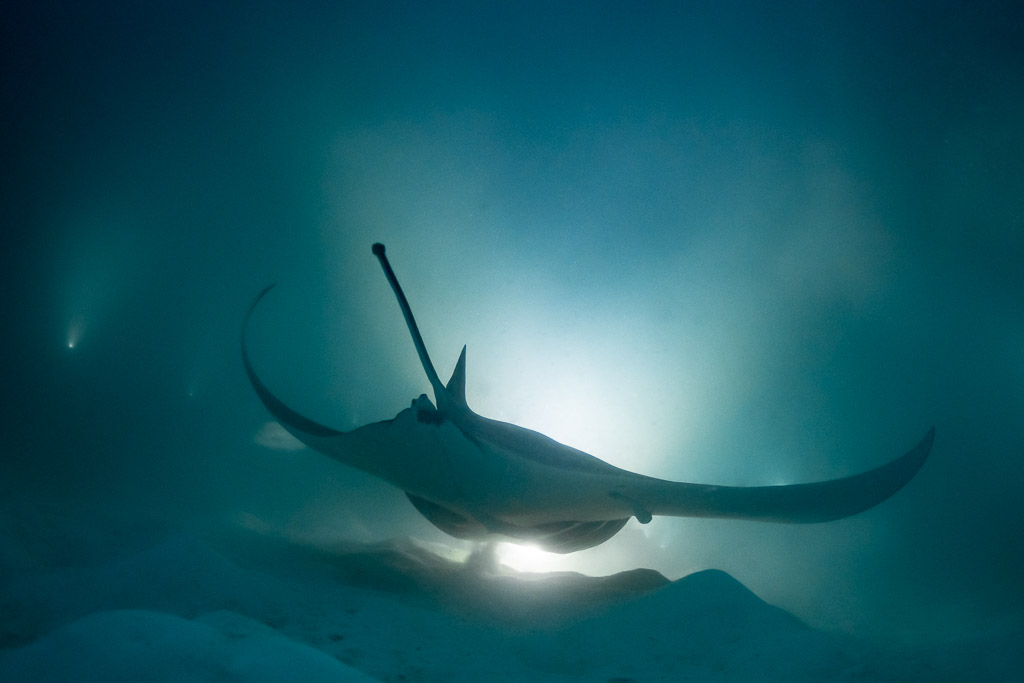 Reef manta ray at night rising from the lit sand, rear view, Fesdu Wreck, Maldives