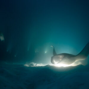 Reef manta ray at night somersaulting over a glowing light, Fesdu Wreck, Maldives