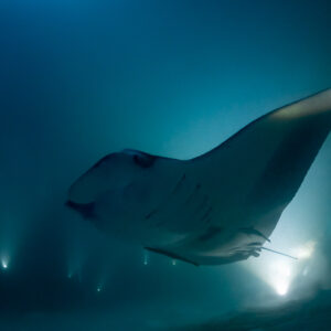 Reef manta ray at night gliding past rows of diver lights, Fesdu Wreck, Maldives