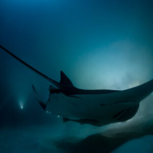 Reef manta ray at night turning away, long tail visible, Fesdu Wreck, Maldives