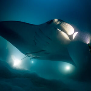 Reef manta ray at night above a diver holding a torch, Fesdu Wreck, Maldives