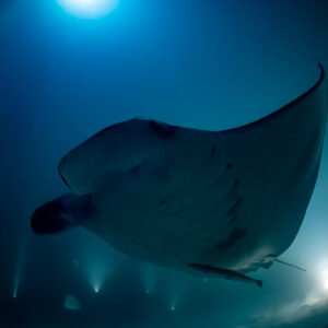 Reef manta ray at night banking in front of the moonlit surface, Fesdu Wreck, Maldives