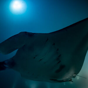 Reef manta ray at night filling the frame, wing tip curled, Fesdu Wreck, Maldives