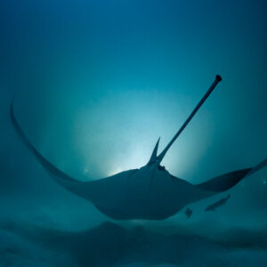 Reef manta ray at night flying away over the sand, tail up, Fesdu Wreck, Maldives