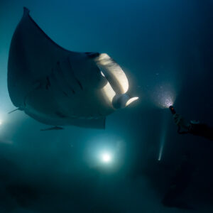 Reef manta ray at night lit up by a kneeling diver torch, Fesdu Wreck, Maldives