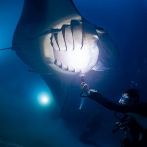 Diver lighting the belly of a reef manta ray at night, Fesdu Wreck, Maldives
