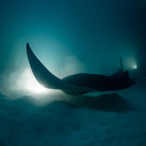 Reef manta ray at night skimming low in a sandy haze, Fesdu Wreck, Maldives