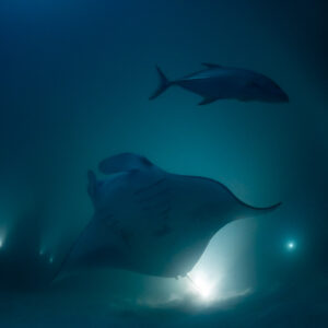 Reef manta ray at night with a trevally swimming above, Fesdu Wreck, Maldives