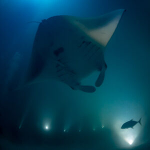 Reef manta ray at night above divers with a trevally nearby, Fesdu Wreck, Maldives