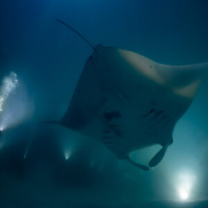 Reef manta ray at night passing a diver exhaling bubbles, Fesdu Wreck, Maldives