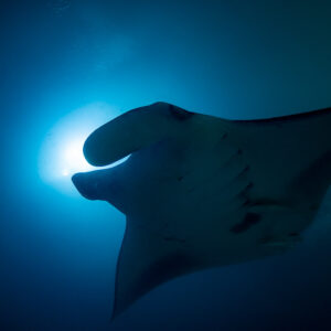 Reef manta ray at night silhouetted against a bright light halo, Fesdu Wreck, Maldives
