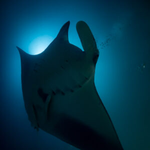 Reef manta ray at night overhead in backlight, vertical frame, Fesdu Wreck, Maldives