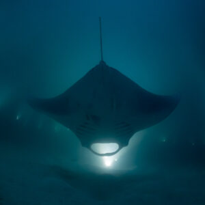 Reef manta ray at night heading away, symmetrical rear view, Fesdu Wreck, Maldives
