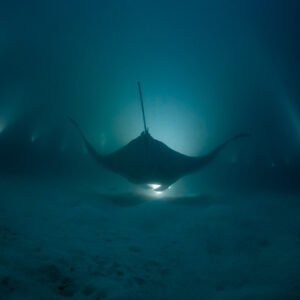Distant reef manta ray at night among the light beams, Fesdu Wreck, Maldives