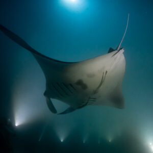 Reef manta ray at night showing its pale belly and gills, Fesdu Wreck, Maldives