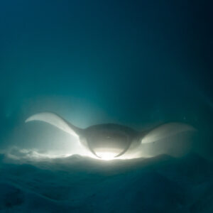 Reef manta ray at night glowing head-on over lit sand, Fesdu Wreck, Maldives