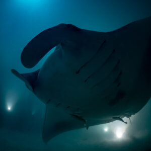 Reef manta ray at night close overhead, cephalic fins unfurled, Fesdu Wreck, Maldives