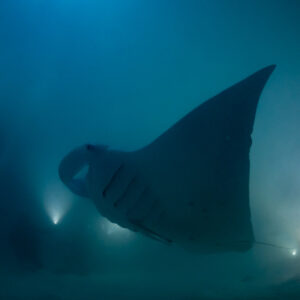 Reef manta ray at night in profile, wing raised like a sail, Fesdu Wreck, Maldives