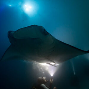Reef manta ray at night passing above a diver with a torch, Fesdu Wreck, Maldives