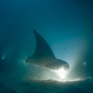 Reef manta ray at night gliding over a lit patch of sand, Fesdu Wreck, Maldives